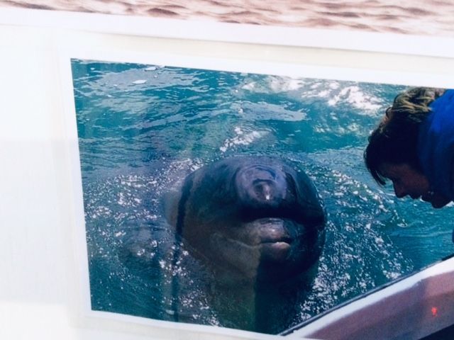 Swimming with a legend, Dingle's Fungie the Dolphin