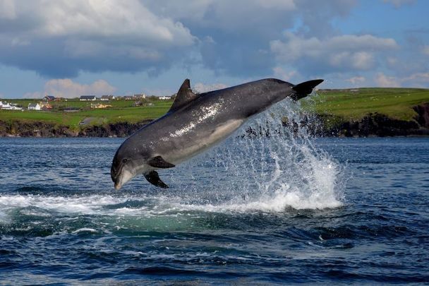 WATCH: Irish men record heartfelt (and hilarious) tribute to Fungie the Dolphin