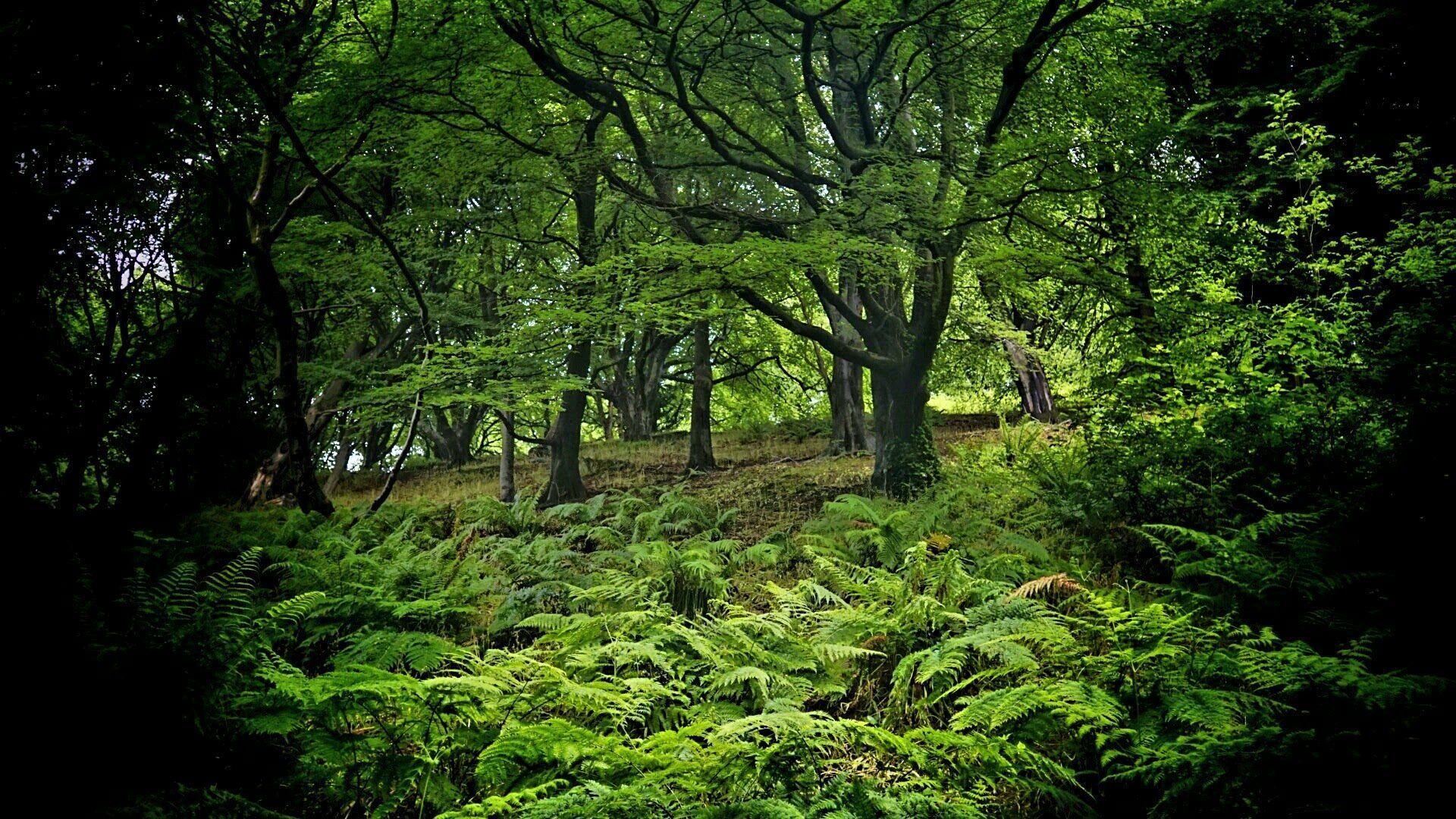 Ireland's ancient Heritage Trees