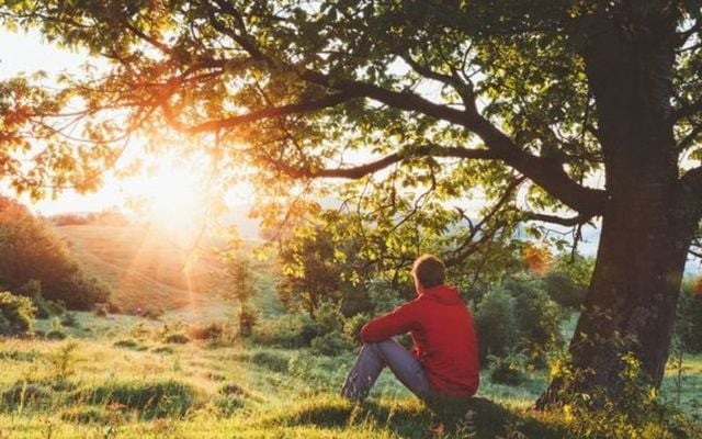 The incredible trees of Ireland! Plant your roots with Irish Heritage Tree.