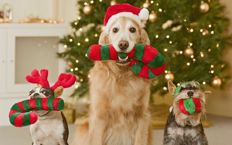 Dublin shelter dogs choose their own Christmas toys
