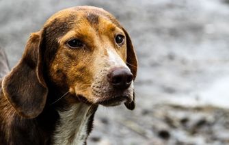 Petition to end puppy farming in Ireland gains nearly 10k signatures