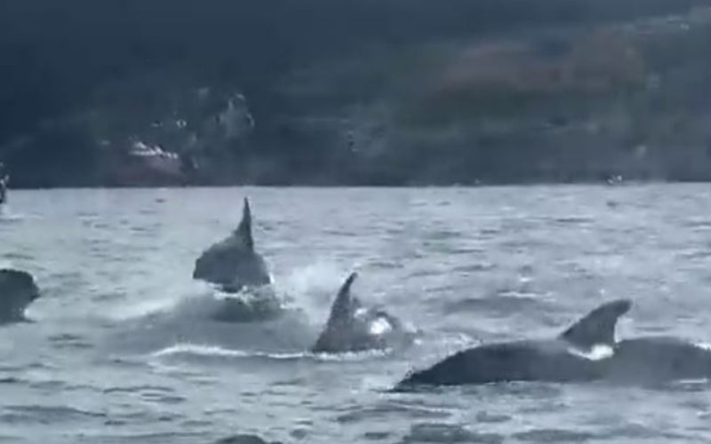 Fungie? Pod of fifty dolphins spotted off West Cork coast