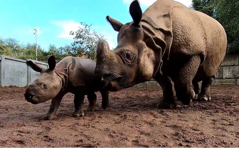 Can rhino horns grow back? Rhino - Fota Wildlife Park