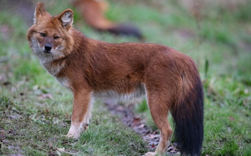 Dhole Pack