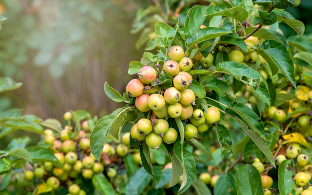 Crab Apple Tree