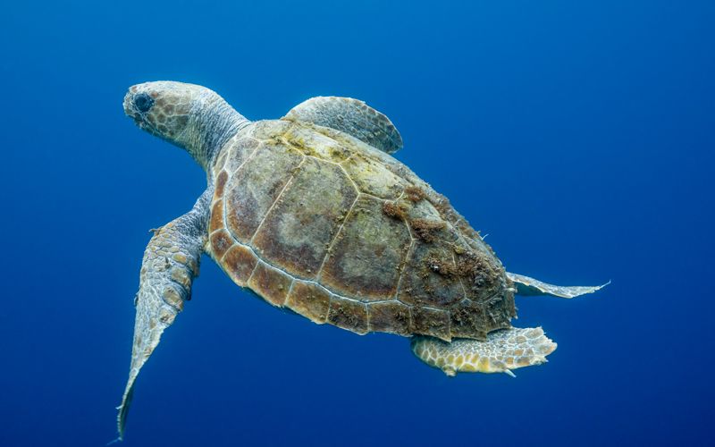 Endangered turtles washing up on Ireland's coastline