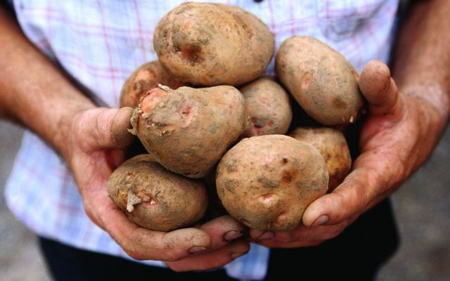 A farmer in Co Cork holding Kerrs Pink potatoes.