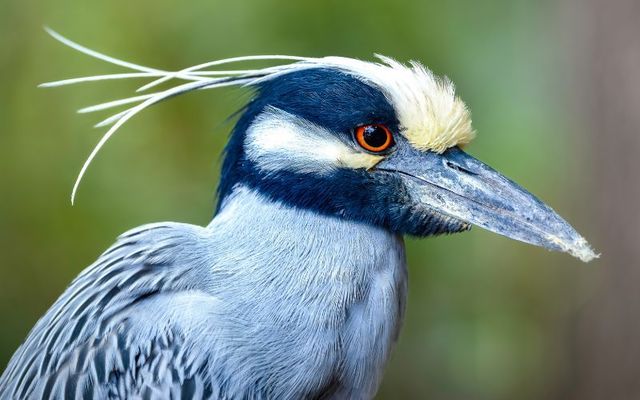 A stock image of a yellow-crowned night heron.