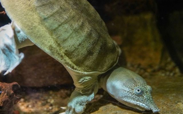 DSPCA Animal Rescue & Adoption rescued a Chinese soft-shelled turtle, like the one pictured here, after it was abandoned by its owner.