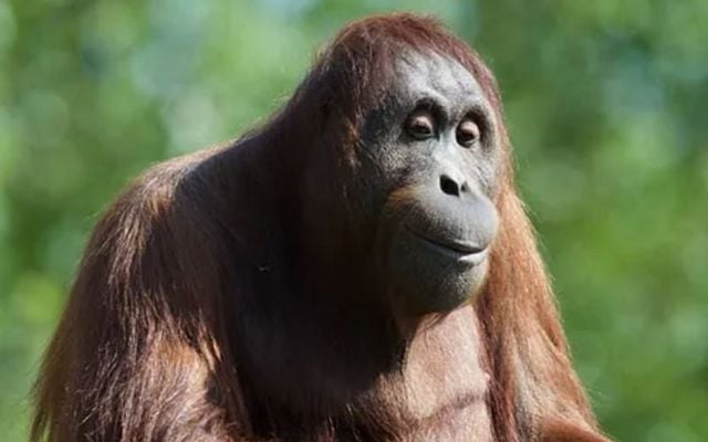 Riona, a 28-year-old Bornean orangutan, has passed away at Dublin Zoo.