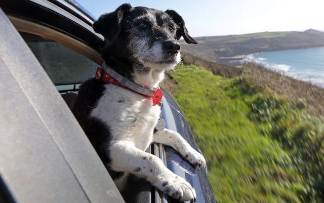 This stunning route is the best dog-friendly road trip in Northern Ireland