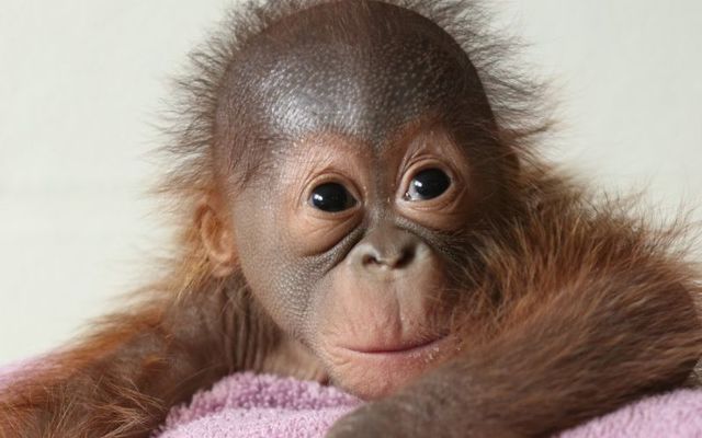 Dublin Zoo’s 19-year-old orangutan Mujur gave birth to a healthy male infant on July 31.