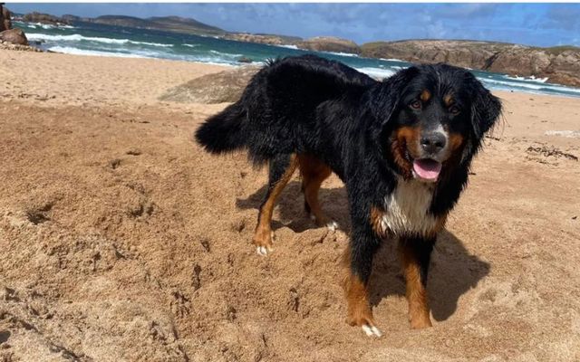 Mali, a Bernese mountain dog, was found on a cliff edge on Arranmore Island in Co Donegal after she went missing for 2 weeks. 