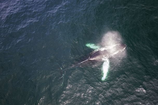 A humpback whale.