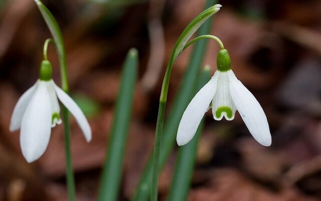 Snowdrop (Galanthus nivalis).