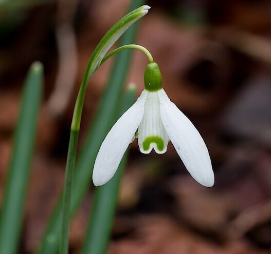 Snowdrop Month returns to Co Carlow's Altamont Gardens 