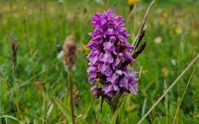 Marsh-Orchid (Dactylorhiza incarnata) - plant species in the dune system