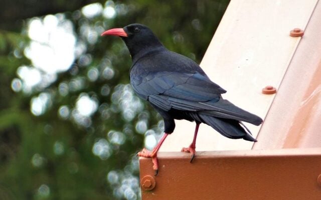 Chough