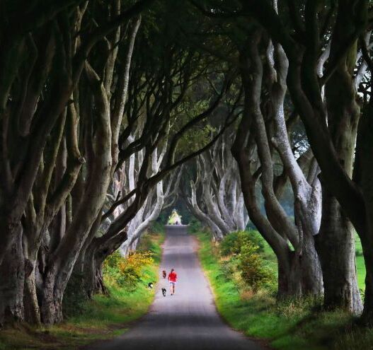 Northern Ireland's famous Dark Hedges enter "new era" with development plan