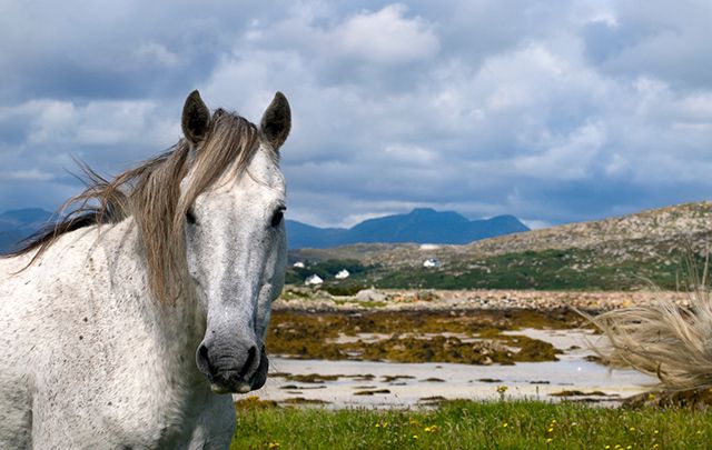 Top eleven facts about Connemara ponies | IrishCentral.com