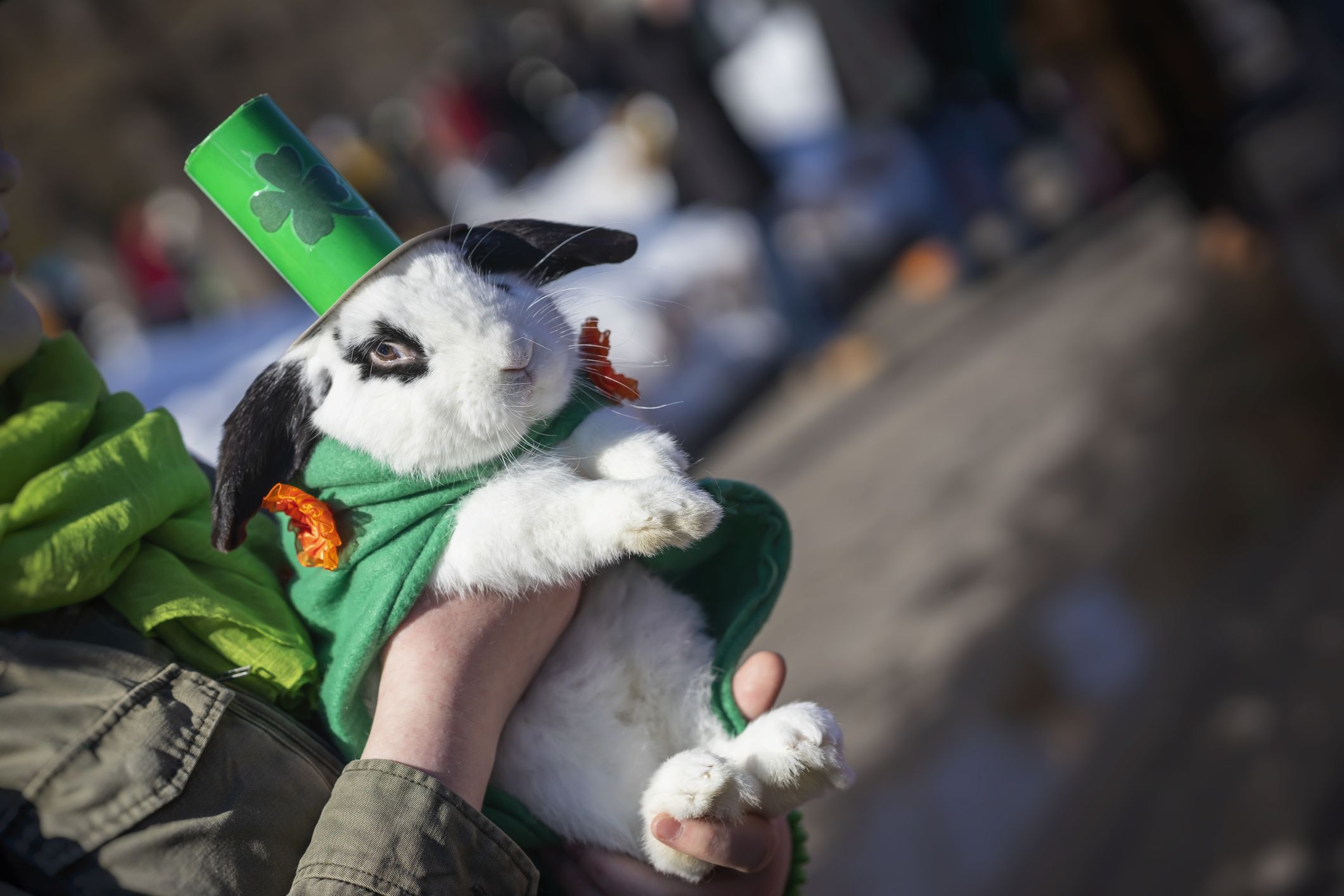 st patrick's day stuffed animals