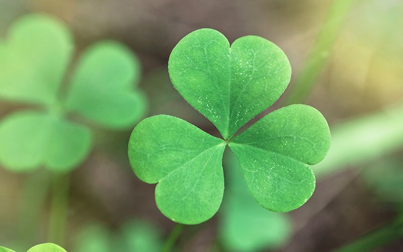 The Luck of the Irish (Meaning + Offensive Origin)