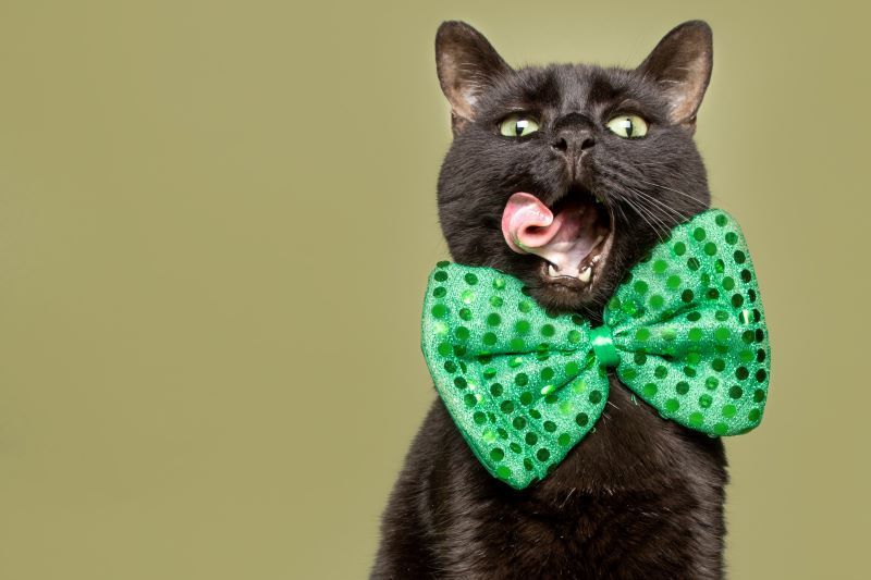 meow-the-best-irish-inspired-names-for-your-cat