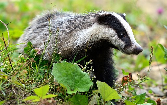 Ireland’s vanishing nature and wildlife | IrishCentral.com