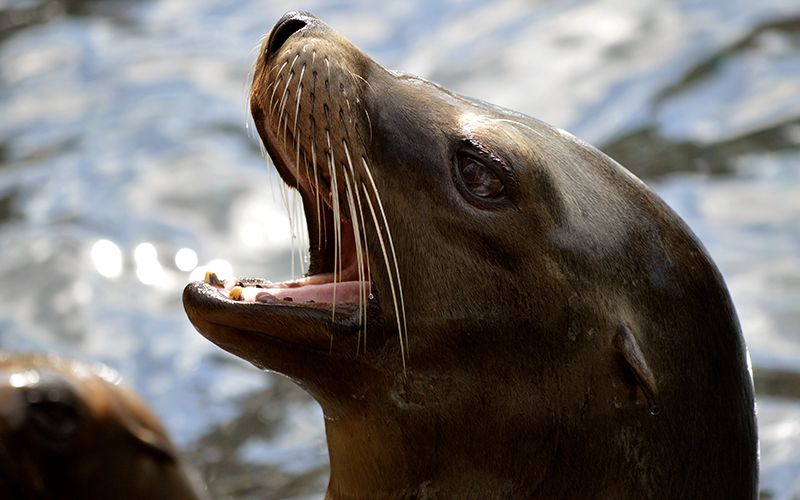 Irish seal shows his appreciation for fish | IrishCentral.com