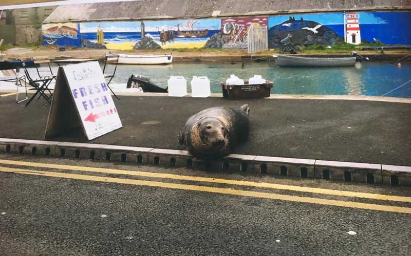 Cheeky, fishloving Wicklow seal has viral sensation