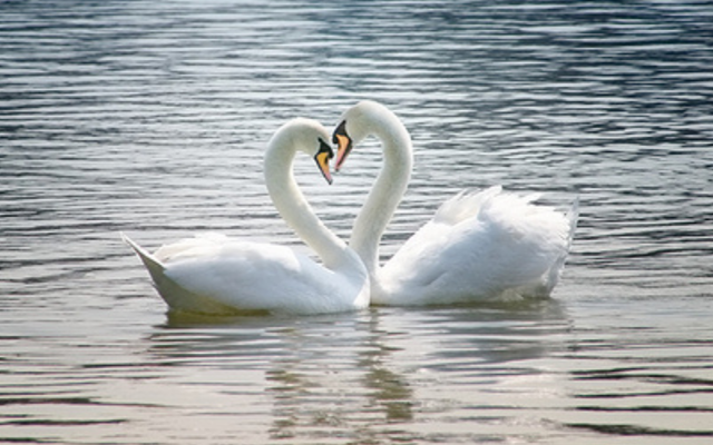 The ancient Irish myth Children of Lir