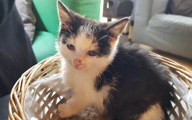 Heartless couple steals sick kitten from Dublin  cat  caf  