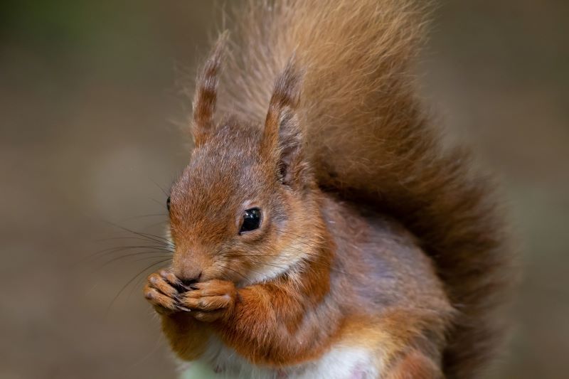 Irish red squirrel, once almost extinct, makes a comeback