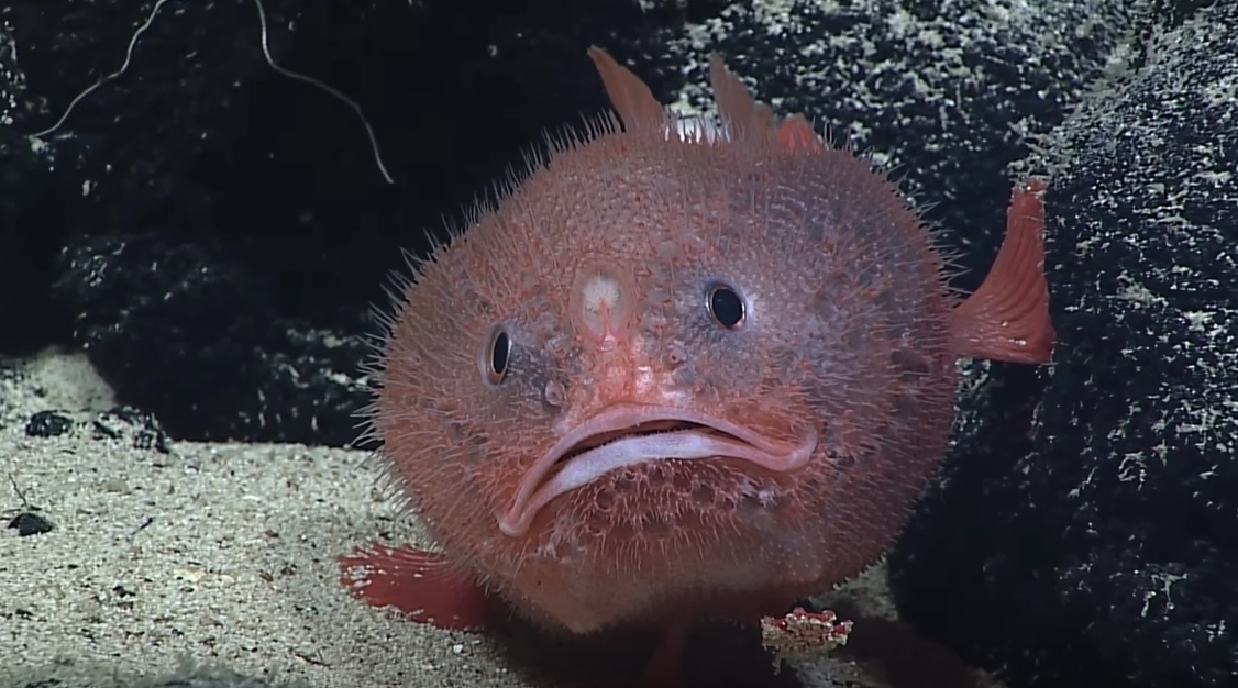 Rare fish with feet from Mexico found off Ireland’s coast ...