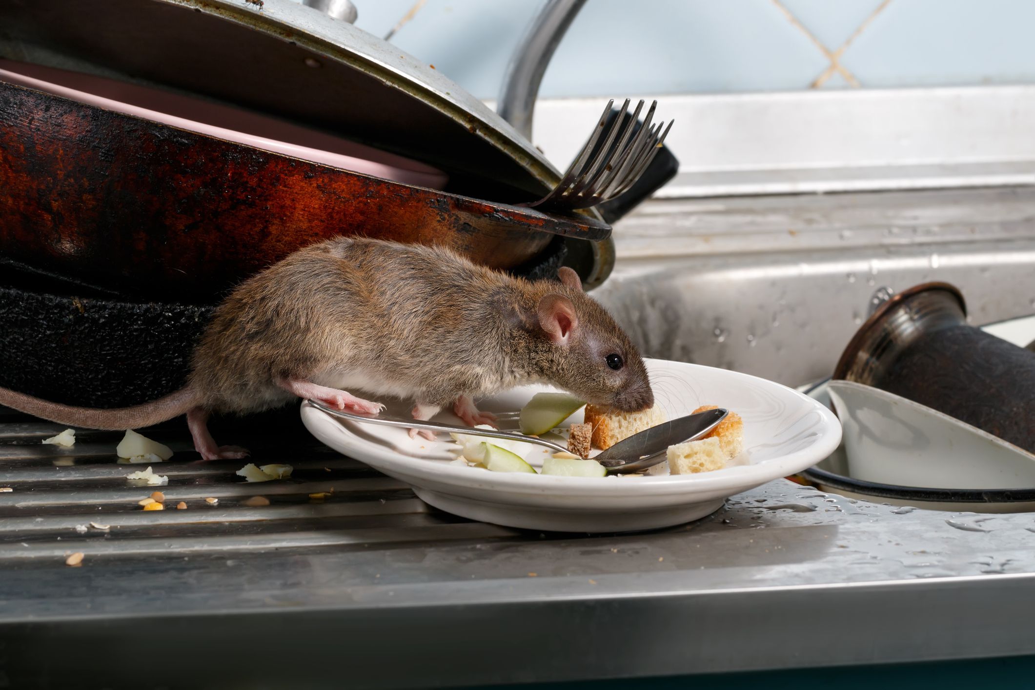 Ireland's dirtiest restaurant had live rat in kitchen drain