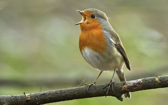 Where are the best birdwatching locations in Ireland?