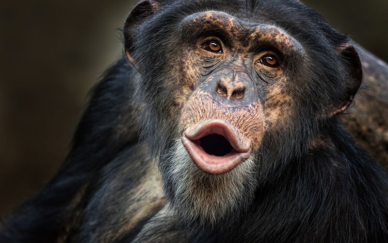 Chimps use branch as ladder to escape Belfast Zoo | IrishCentral.com