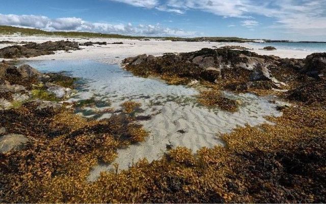 Seaweed on a beach in Connemara.