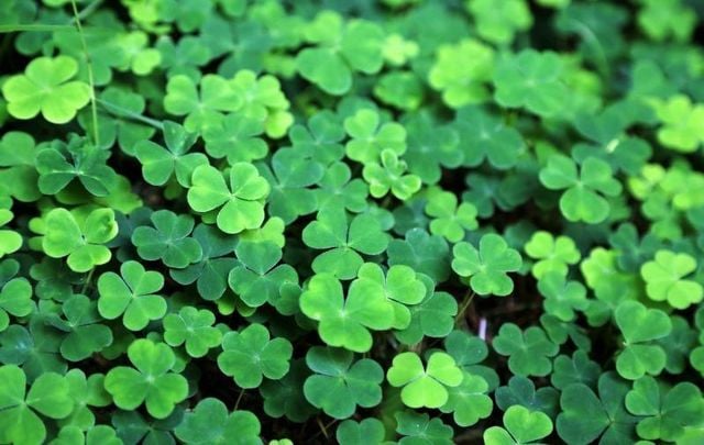 Is everything we know about the shamrock a lie?