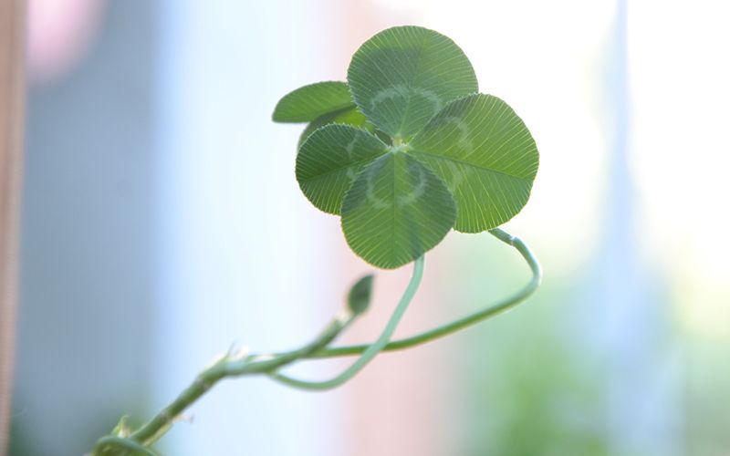 Irish superstitions to be aware of for Friday the 13th
