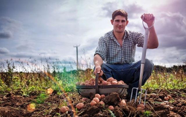 How do you like your Irish spuds?