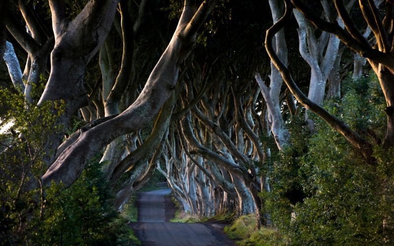 Famous Grey Lady ghost at “Game of Thrones” Dark Hedges