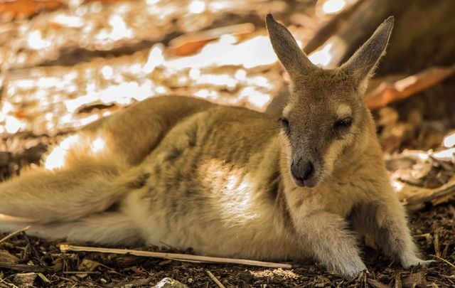 Lambay Island is home to birds, cattle, deer, four humans, and red-necked wallabies. How did they get there?