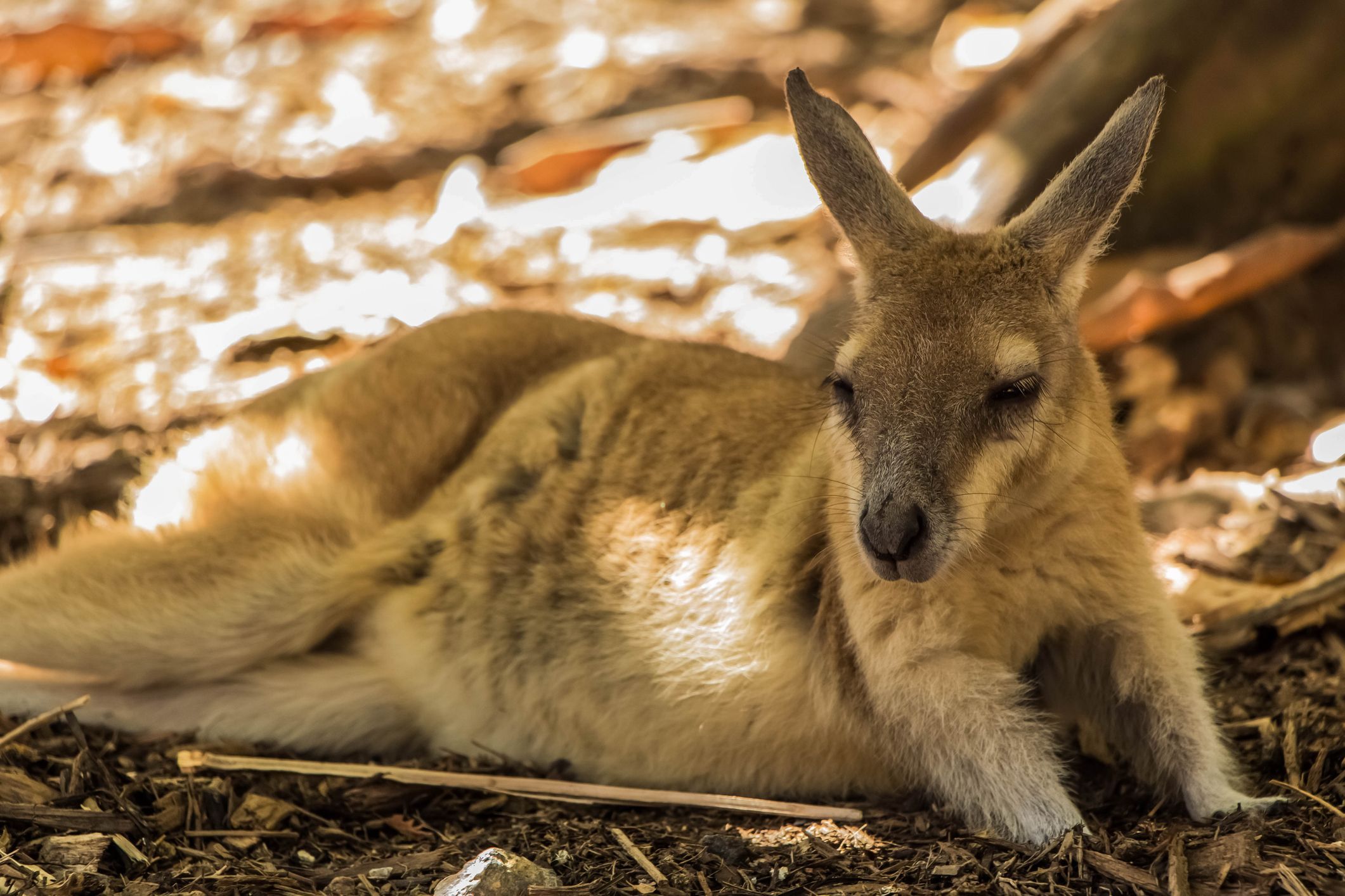 Wild wallabies wander this deserted Irish island