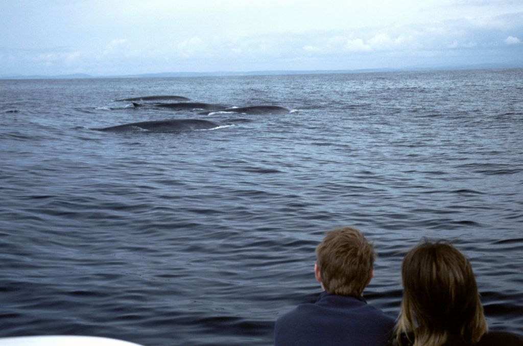 Whale watching in West Cork. Photo: Failte Ireland