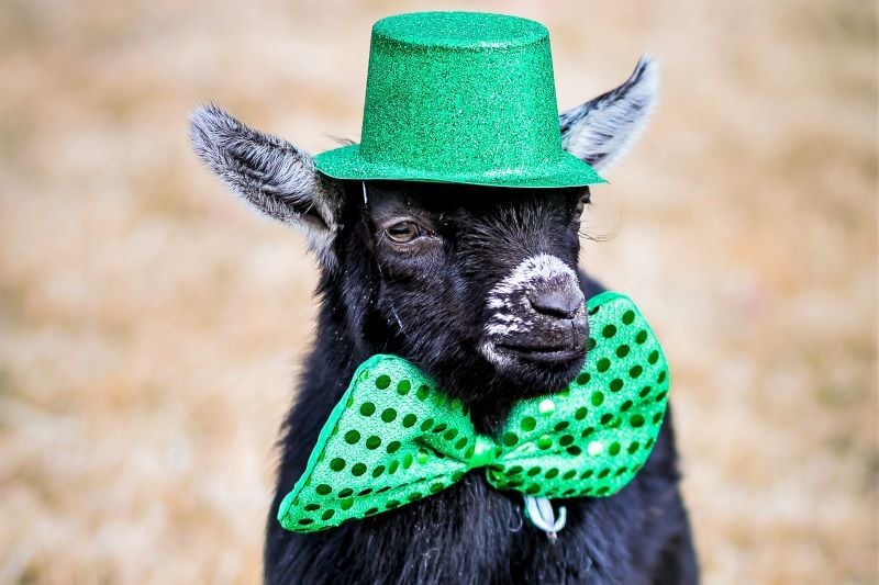 cute little saint patricks day animals