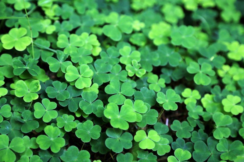 Shamrocks (Getty Images)