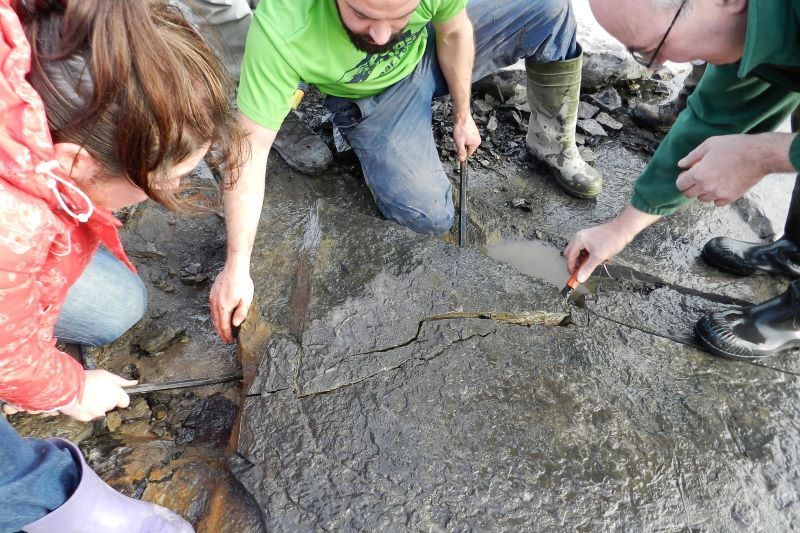 Removal Of Limestone Slab Of Fossil Sea Urchins. Hook Head  Wexford. Dr Sarah Gatley GSI   U Galway.JPG