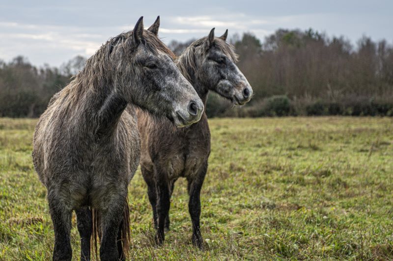 Connemara ponies: Facts about Ireland's native horse breed